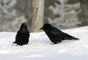 European Wild Animals Pictures Drucke: Common Raven, Corvus corax