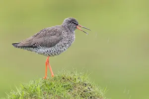 Tringa Totanus Drucke: Common Redshank
