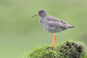Charadriiformes Birds Europe Drucke: Common Redshank
