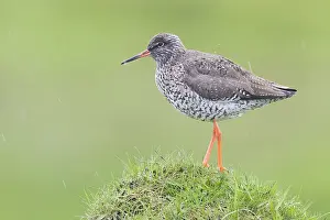 Common Redshank Species Drucke: Common Redshank
