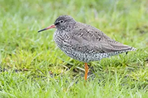 Tringa Totanus Drucke: Common Redshank