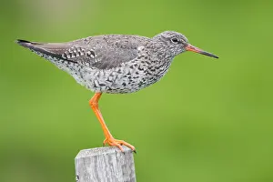 Common Redshank Bird Drucke: Common Redshank
