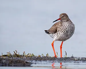 Common Redshank Images Drucke: Common Redshank, Tringa totanus
