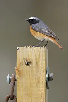 Common Redstart Bird Drucke: Common Redstart