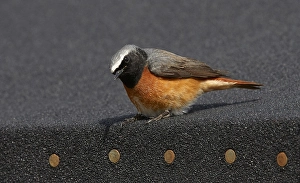 Common Redstart Images Drucke: Common Redstart, Phoenicurus phoenicurus
