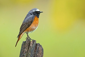 Phoenicurus Phoenicurus Male Drucke: Common Redstart, Phoenicurus phoenicurus