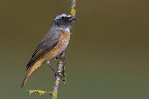 Common Redstart Images Drucke: Common Redstart, Phoenicurus phoenicurus