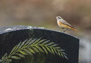 Common Redstart Bird Drucke: Common Redstart, Phoenicurus phoenicurus