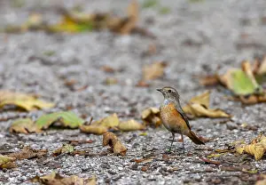 Common Redstart Images Drucke: Common Redstart, Phoenicurus phoenicurus