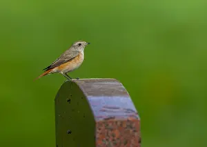 Common Redstart Bird Drucke: Common Redstart, Phoenicurus phoenicurus