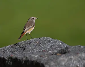 Common Redstart Bird Drucke: Common Redstart, Phoenicurus phoenicurus