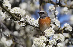 Common Redstart Bird Drucke: Common Redstart, Phoenicurus phoenicurus