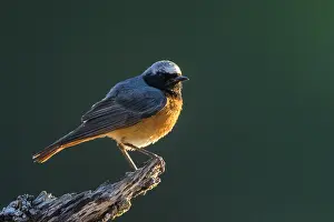 Common Redstart Male Drucke: Common Redstart, Phoenicurus phoenicurus