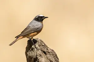 Common Redstart Male Drucke: Common Redstart, Phoenicurus phoenicurus