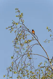 Phoenicurus Phoenicurus Drucke: Common Redstart, Phoenicurus phoenicurus