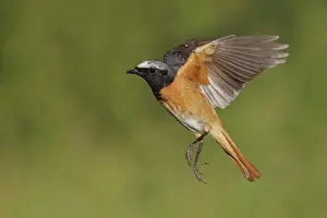 Common Redstart Bird Drucke: Common Redstart, Phoenicurus phoenicurus