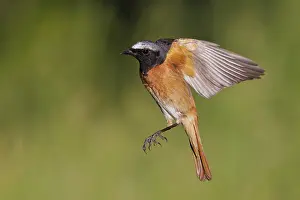 Common Redstart Bird Drucke: Common Redstart, Phoenicurus phoenicurus