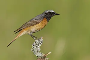 Common Redstart Bird Drucke: Common Redstart, Phoenicurus phoenicurus