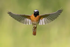 Birds In Flight Europe Drucke: Common Redstart, Phoenicurus phoenicurus