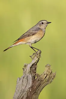 Common Redstart Bird Drucke: Common Redstart, Phoenicurus phoenicurus