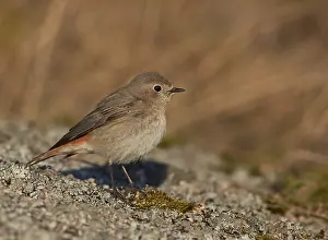 Bilder Datiert 1. Mai 2016: Rotbauchammer (Phoenicurus phoenicurus)
