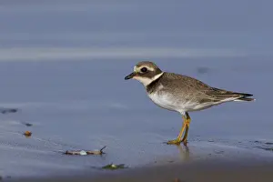 Nature Wildlife Images Drucke: Common Ringed Plover