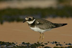 Charadrius Hiaticula Images Drucke: Common Ringed Plover, Bontbekplevier, Charadrius hiaticula