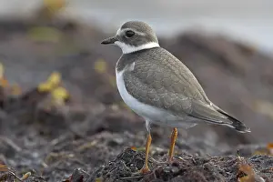 Common Ringed Plover Images Drucke: Common Ringed Plover, Bontbekplevier, Charadrius hiaticula