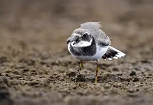 Common Ringed Plover Drucke: Common Ringed Plover, Bontbekplevier, Charadrius hiaticula hiaticula