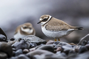 Common Ringed Plover Images Drucke: Common Ringed Plover; Charadrius hiaticula