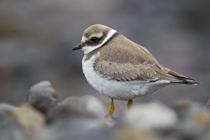 Common Ringed Plover Images Drucke: Common Ringed Plover; Charadrius hiaticula