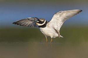 Charadrius Hiaticula Images Drucke: Common Ringed Plover, Charadrius hiaticula