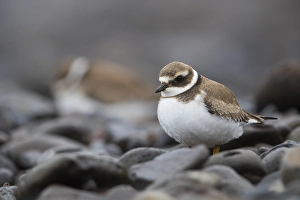 Common Ringed Plover Images Drucke: Common Ringed Plover; Charadrius hiaticula