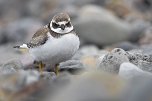 Charadrius Hiaticula Images Drucke: Common Ringed Plover; Charadrius hiaticula