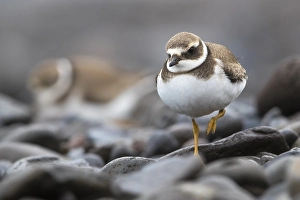 Common Ringed Plover Images Drucke: Common Ringed Plover; Charadrius hiaticula