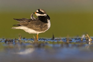 Charadrius Hiaticula Images Drucke: Common Ringed Plover, Charadrius hiaticula