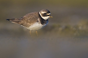 Charadrius Hiaticula Images Drucke: Common Ringed Plover, Charadrius hiaticula
