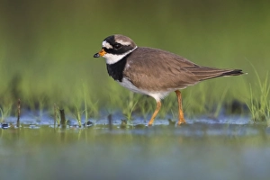 Common Ringed Plover Images Drucke: Common Ringed Plover, Charadrius hiaticula