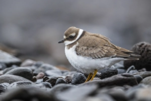 Charadrius Hiaticula Species Drucke: Common Ringed Plover; Charadrius hiaticula