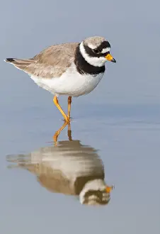 Charadrius Hiaticula Habitat Drucke: Common Ringed Plover, Charadrius hiaticula
