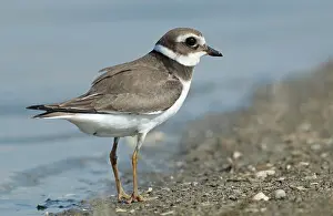 Charadrius Hiaticula Habitat Drucke: Common Ringed Plover, Charadrius hiaticula