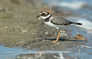 Charadrius Hiaticula Species Drucke: Common Ringed Plover, Charadrius hiaticula