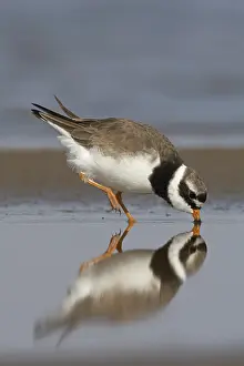Charadrius Hiaticula Habitat Drucke: Common Ringed Plover, Charadrius hiaticula