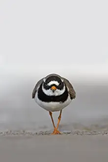 Common Ringed Plover Pictures Drucke: Common Ringed Plover, Charadrius hiaticula