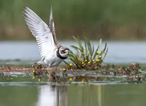 Common Ringed Plover Images Drucke: Common Ringed Plover, Charadrius hiaticula