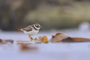 Common Ringed Plover Images Drucke: Common ringed plover, Charadrius hiaticula