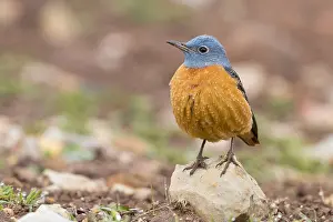 Close Up Bird Images Drucke: Common Rock Thrush