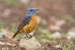 Passeriformes Birds Drucke: Common Rock Thrush