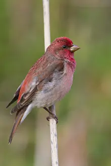 Passeriformes Birds Drucke: Common Rosefinch
