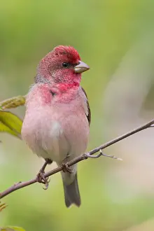 Nature Photography Finland Drucke: Common Rosefinch